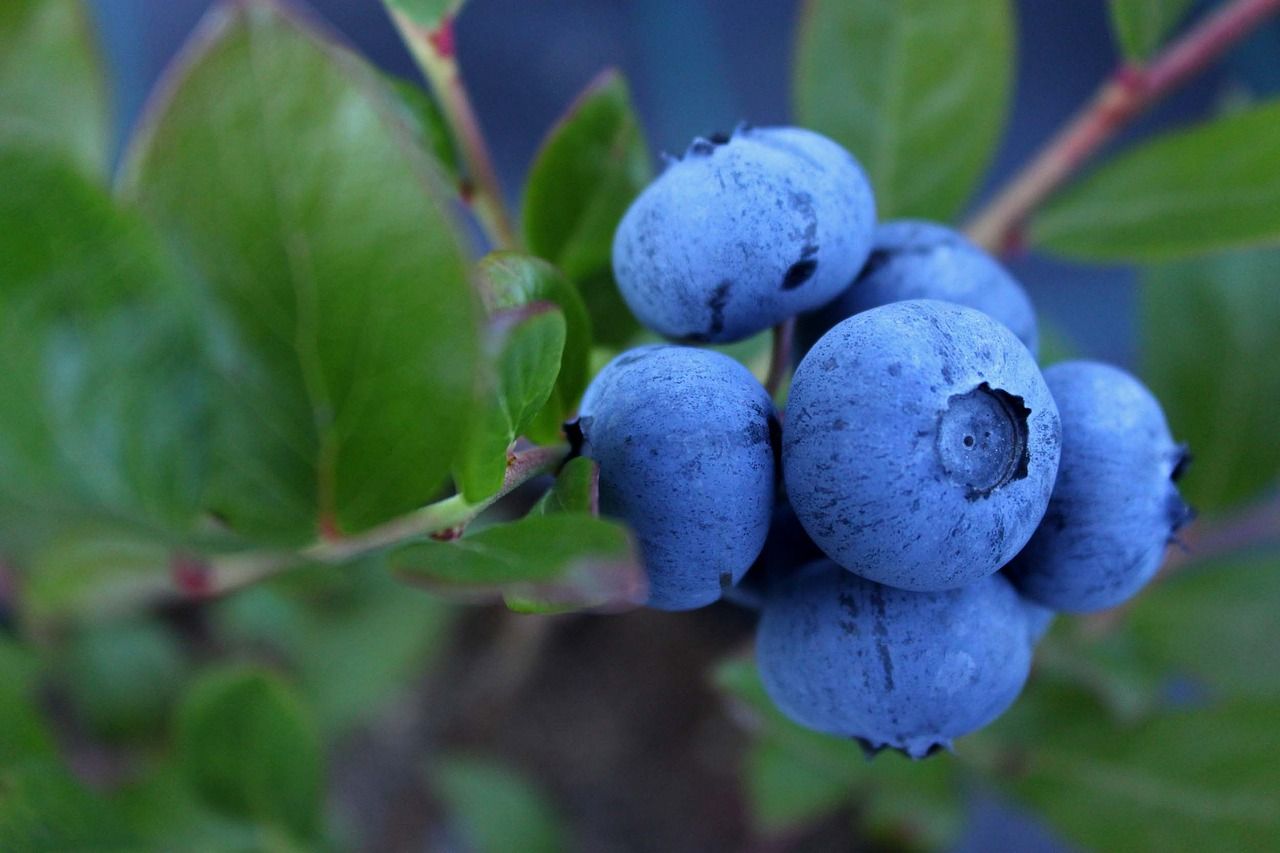 cooked blueberries taste different