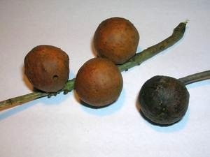 Iron gall ink