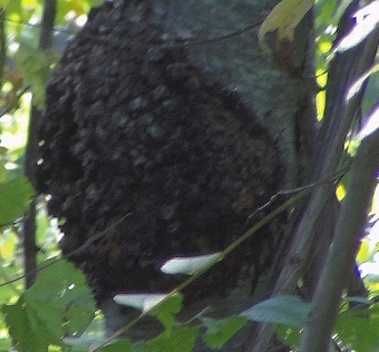 Black Knot Tree Fungus