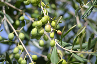 peanut oil and olive oil