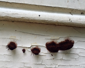 stemonitis chocolate brown slime mold