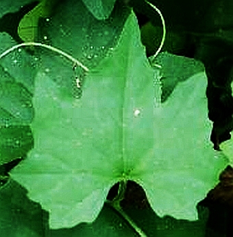 Guadeloupe or creeping cucumber