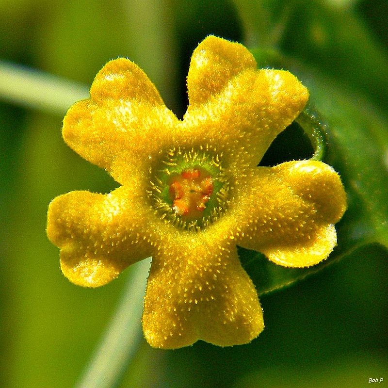 Guadeloupe or creeping cucumber.