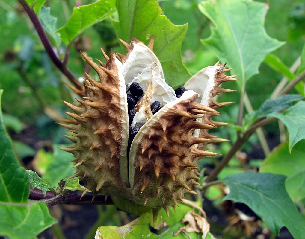 Jimson Weed