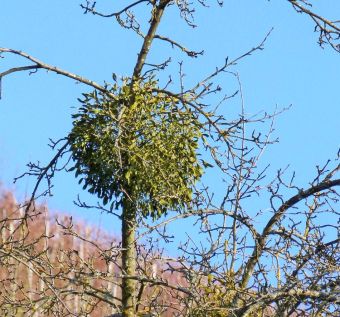 Mistletoe tree parasite