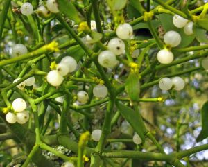 Mistletoe tree parasite