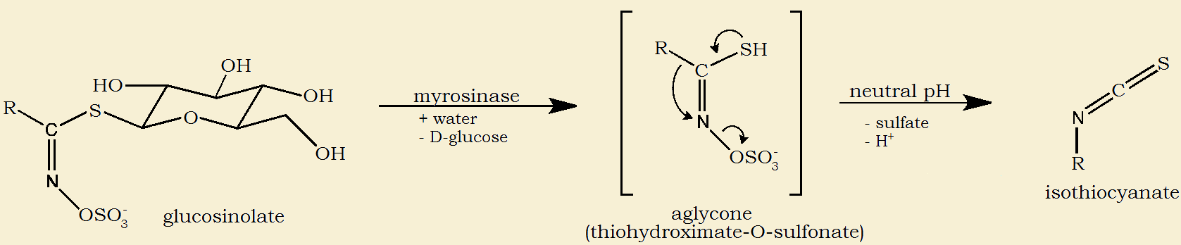 sulforaphane