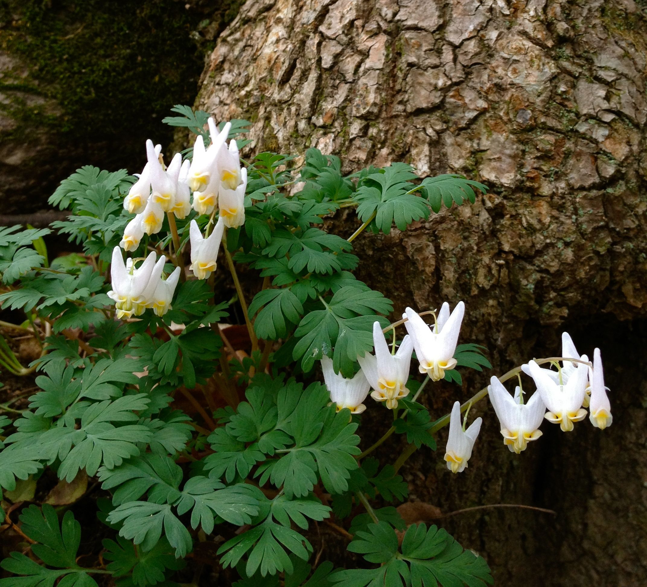 Dutchman's Breeches