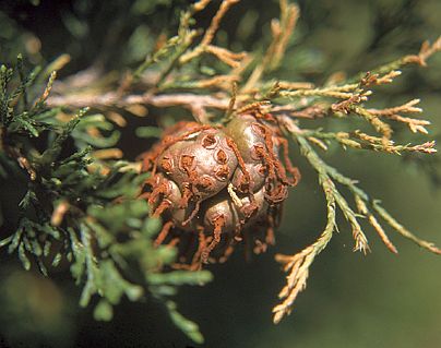 cedar apple rust gall