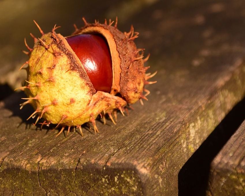 cedar apple rust gall