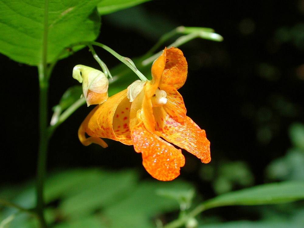 jewelweed