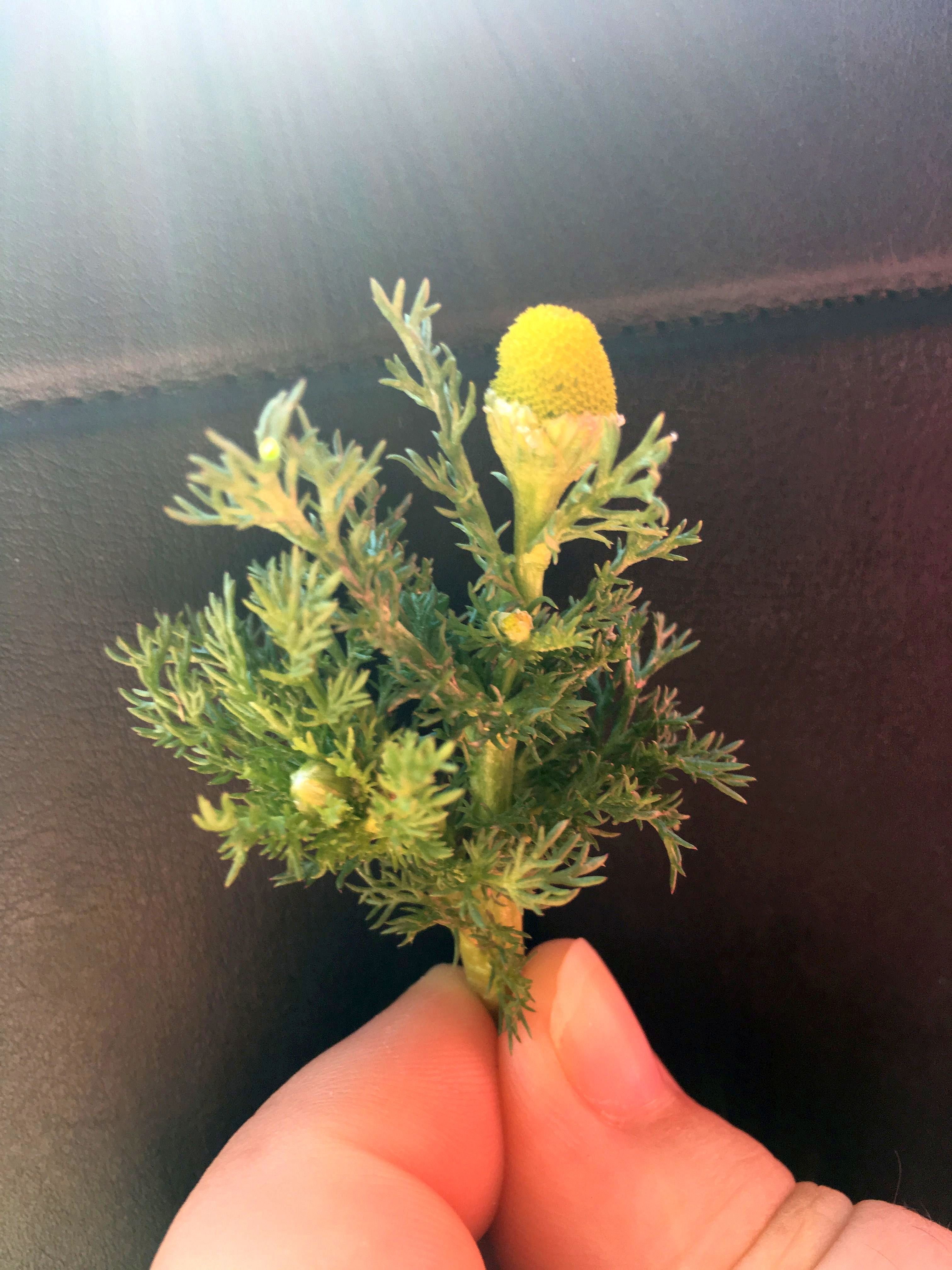 pineapple weed