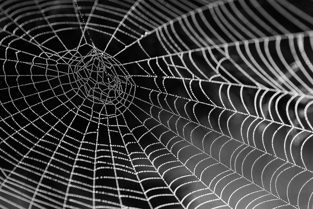 spider silk and cocoon silk