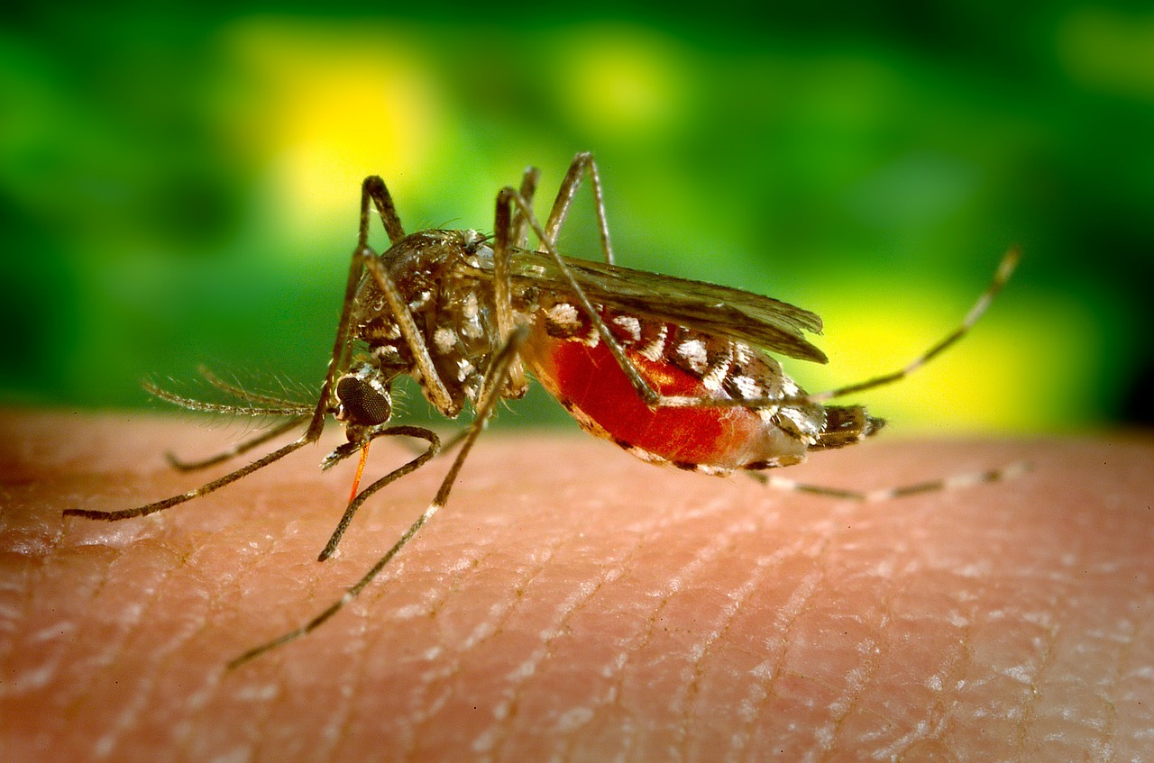 blood sucking mosquito