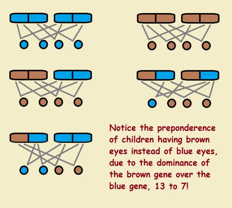 Dominant And Recessive Eye Color Chart
