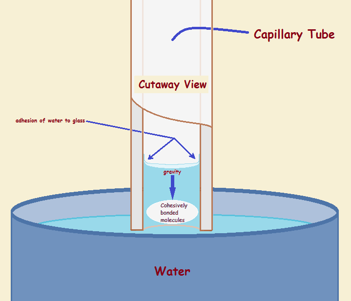 water cohesion diagram