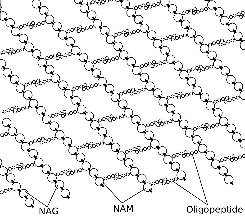 tear ingredient lysozyme