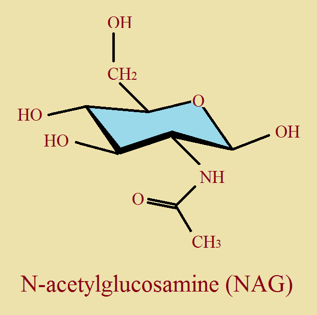 tear ingredient lysozyme