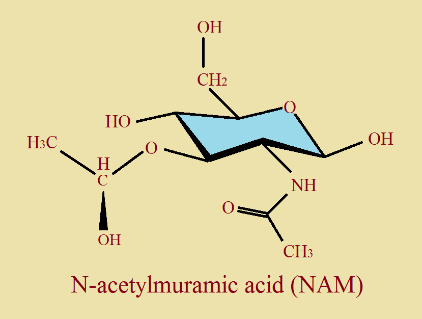 tear ingredient lysozyme