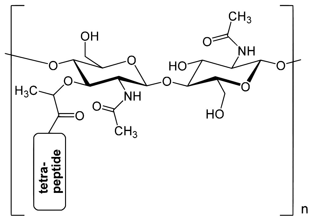 tear ingredient lysozyme