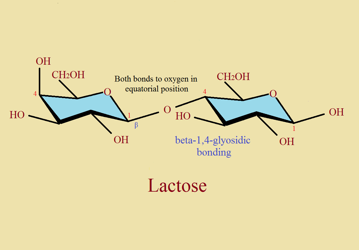 tear ingredient lysozyme