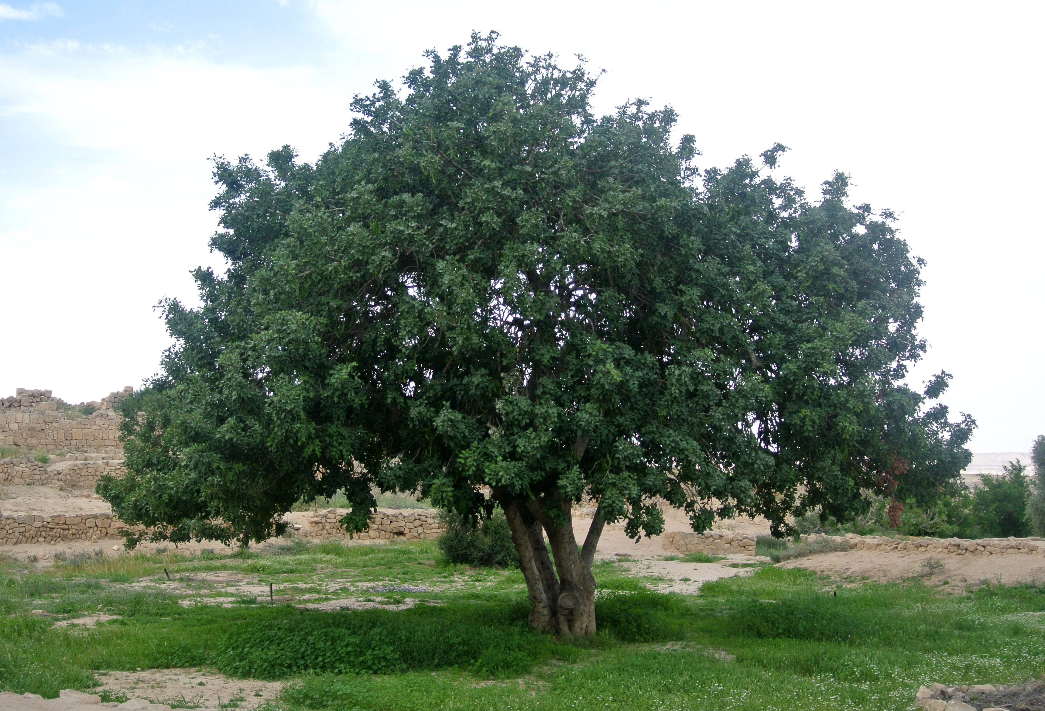 locust bean gum