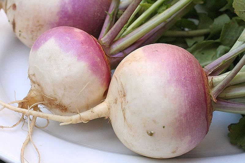 turnips and rutabagas