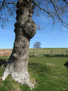 tree burls