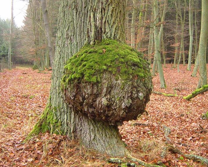 Tree Burls and Burl Wood: So Ugly They’re Beautiful