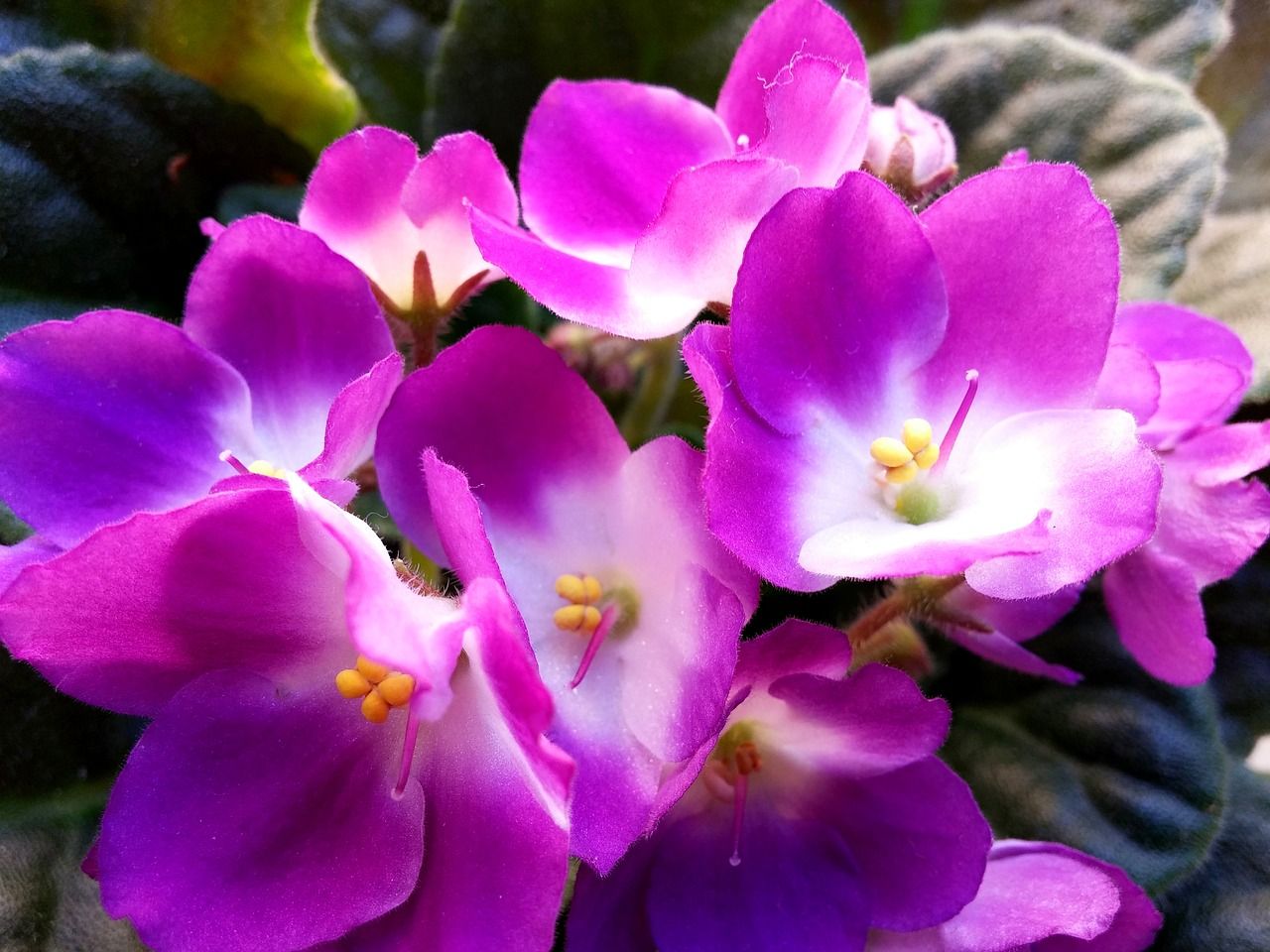 African Violet