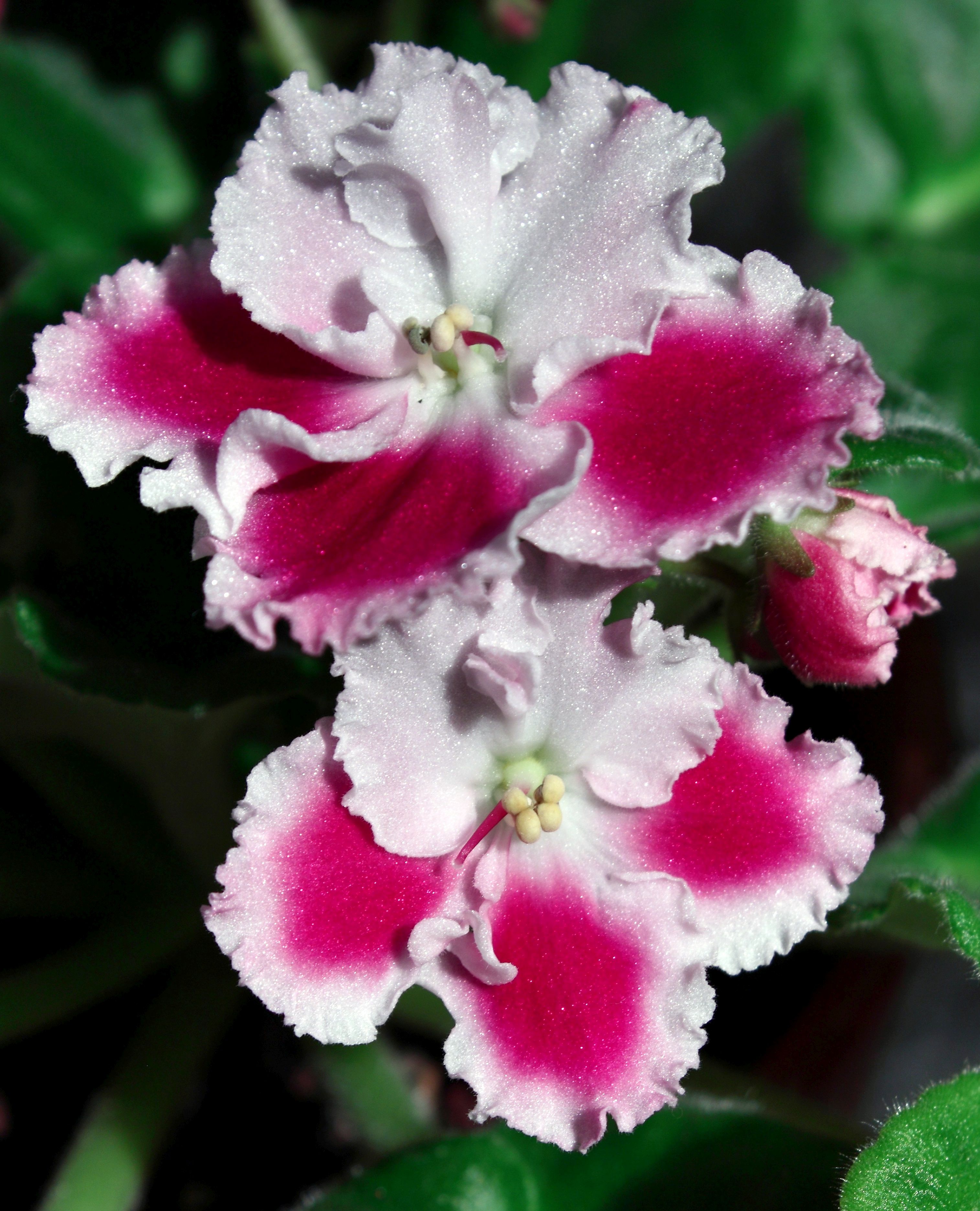 African Violet