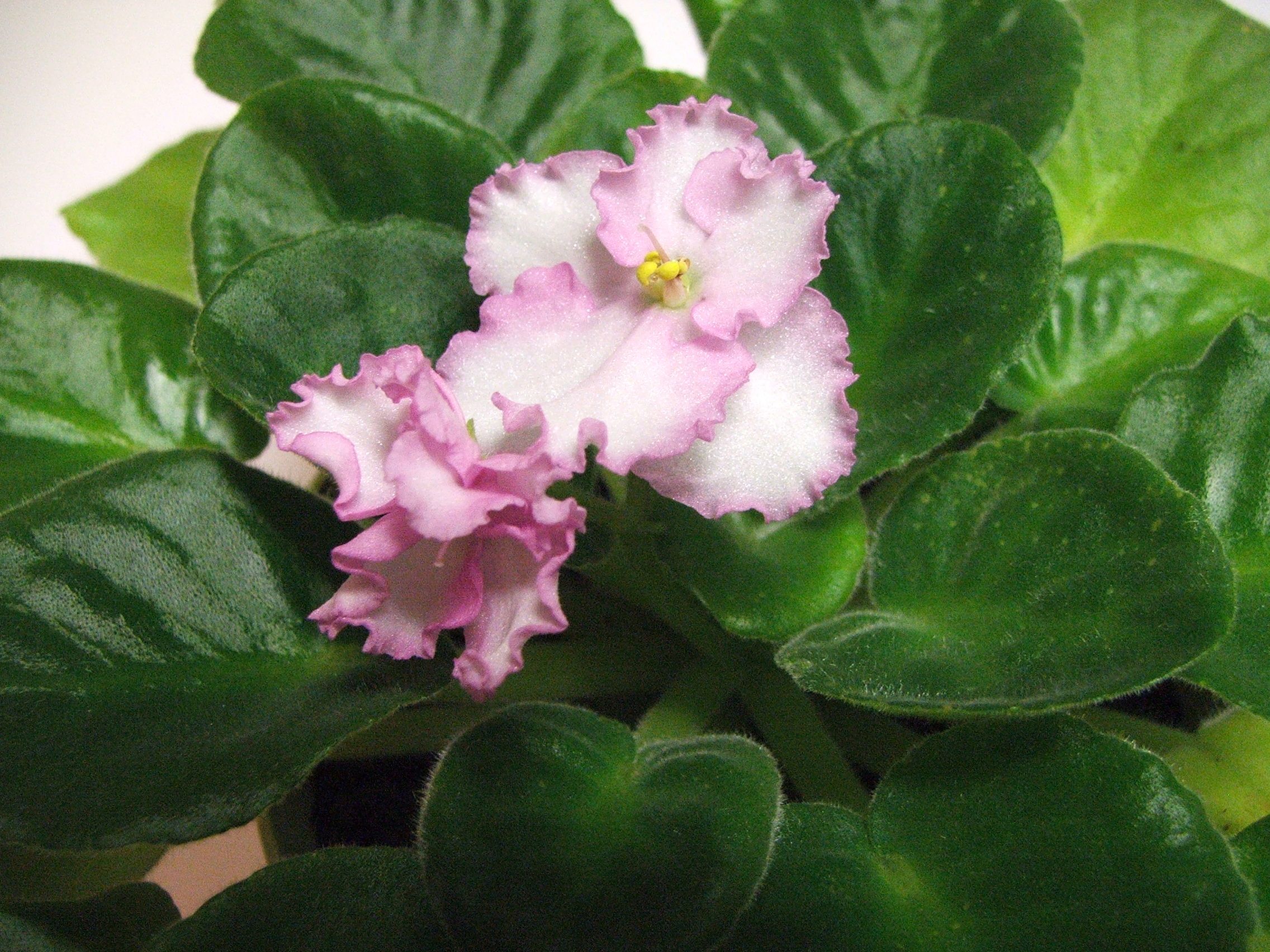 African Violet