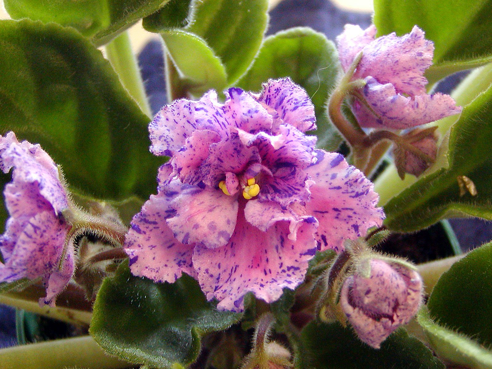 African Violet