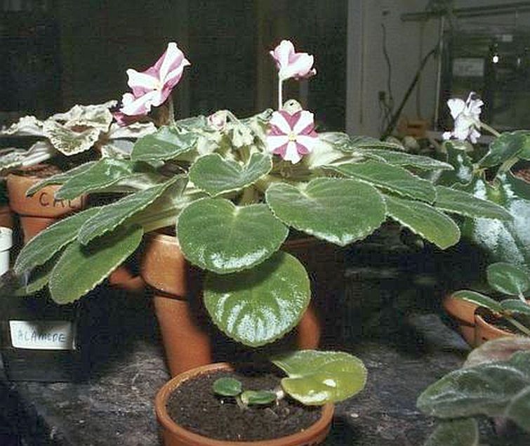 Chimera African Violets
