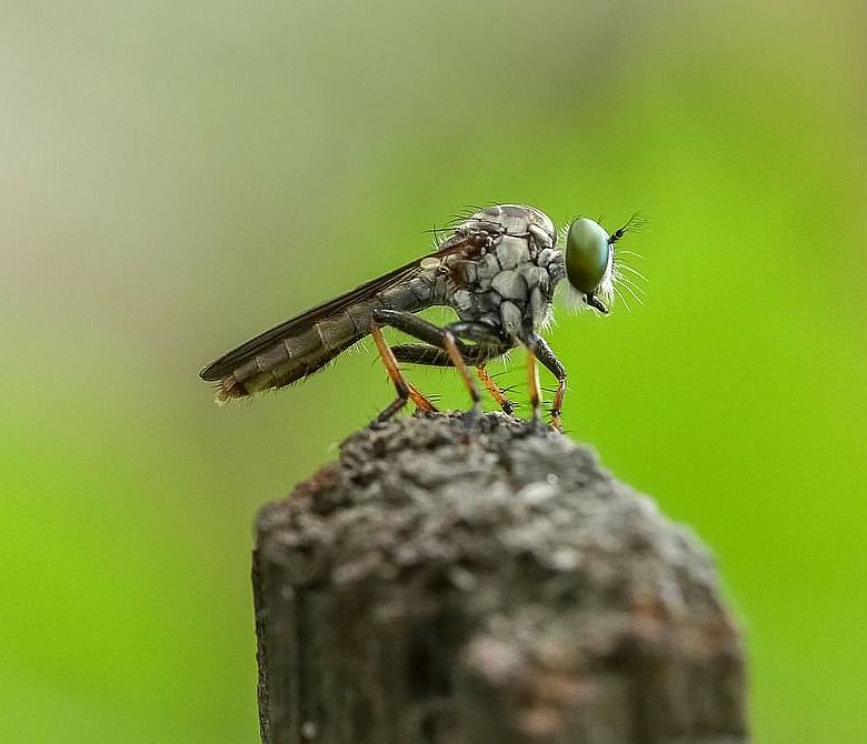 robber fly