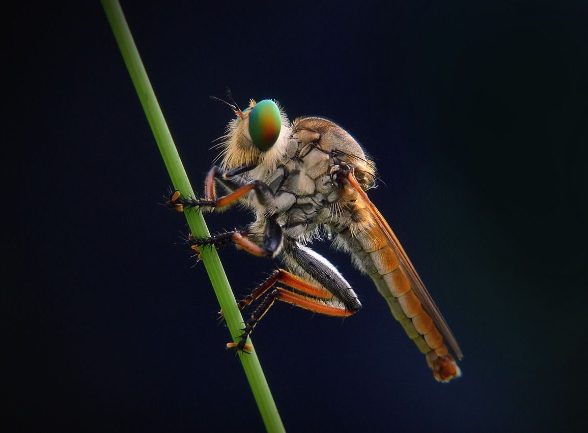 robber fly