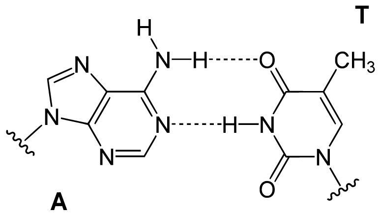 DNA