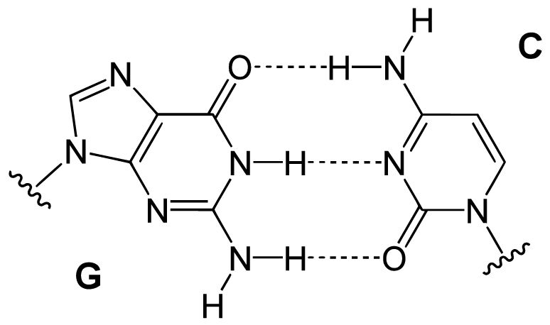 DNA