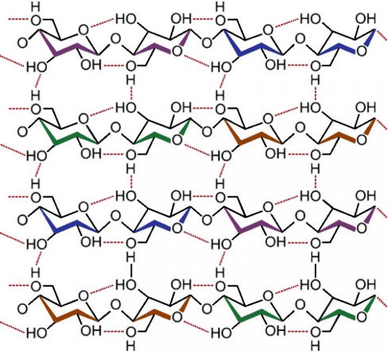 starches sugars cellulose