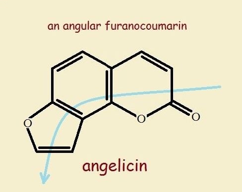 giant hogweed angelicin