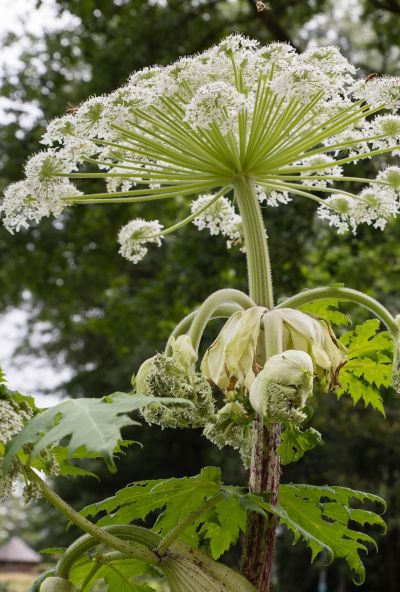 hogweed