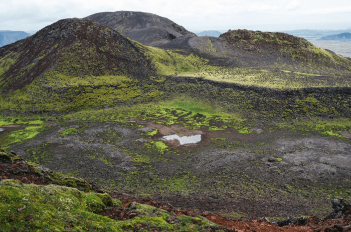 Peat moss bog