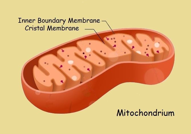 mitochondria