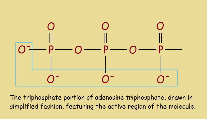 phosphoryl groups