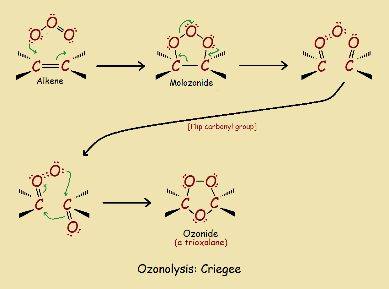 organic ozonides mechanism