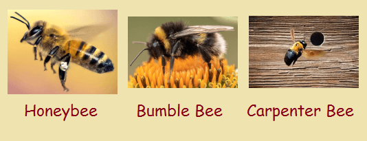 honey, bumble and carpenter bees.