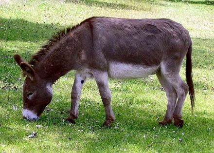 Donkeys