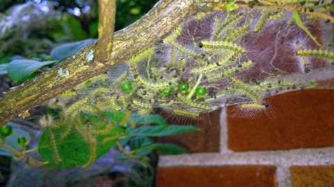 Fall web worms in nest