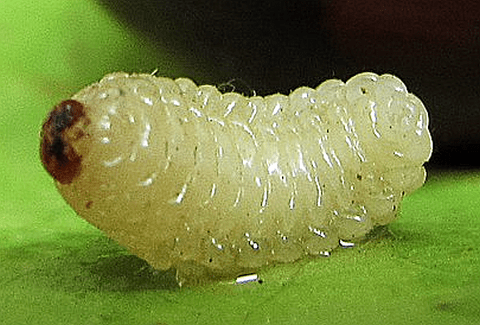 Chestnut weevil maggot