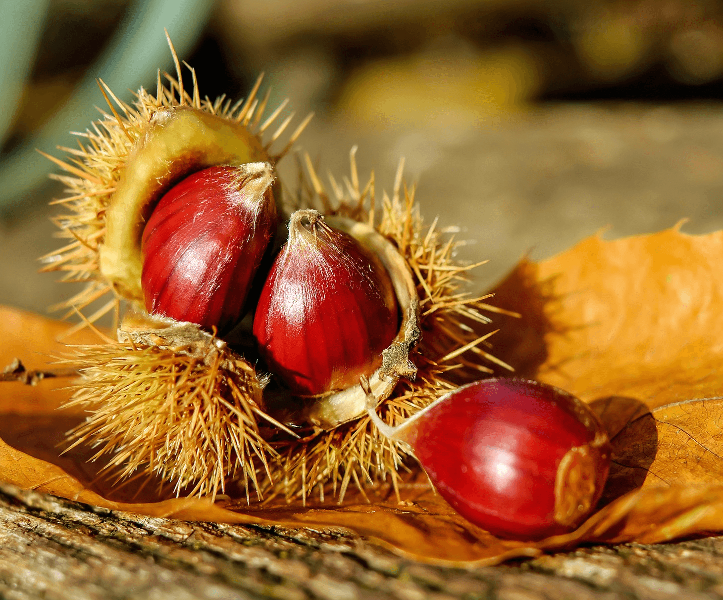 Chestnuts